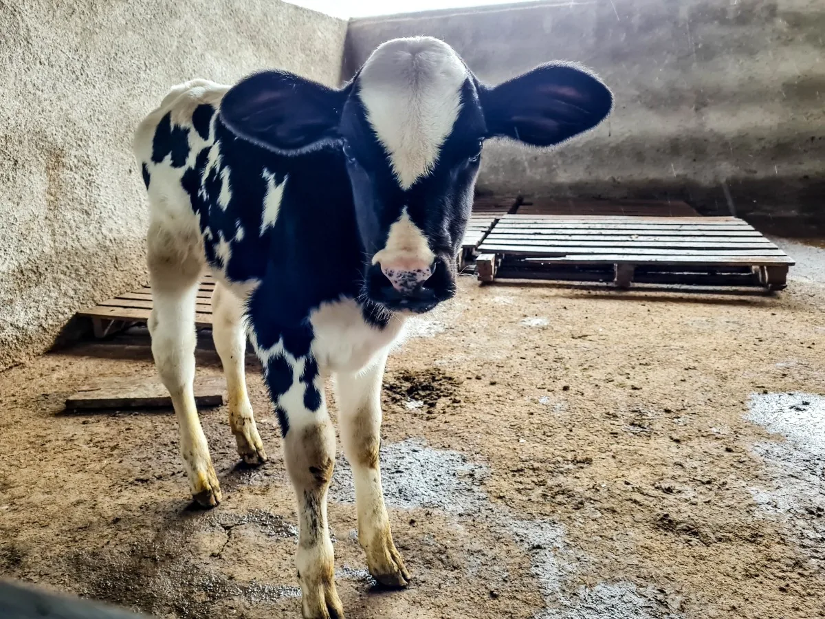 Bezerro no estábulo da fazenda