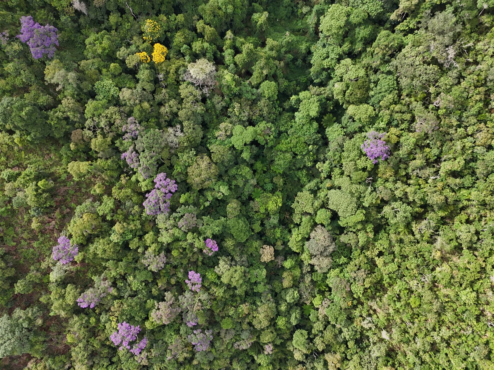 Mata Atlântica em flor vista de cima